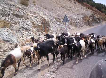 Les chèvres sur la route d'Immouzer.