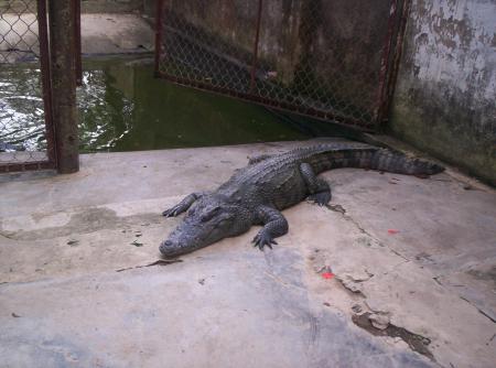 Hey cousine t'es ou? J'ai retrouvé le Croco..Attends vais voir s'il a ton doudou.