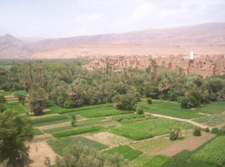 Culture et verdure dans un paysage désertique