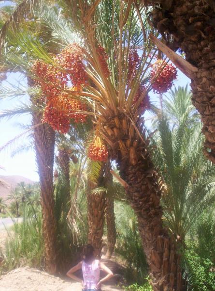 Maman qui attend qu'une datte lui tombe sur la tete. Zagora ne doit pas etre loin.